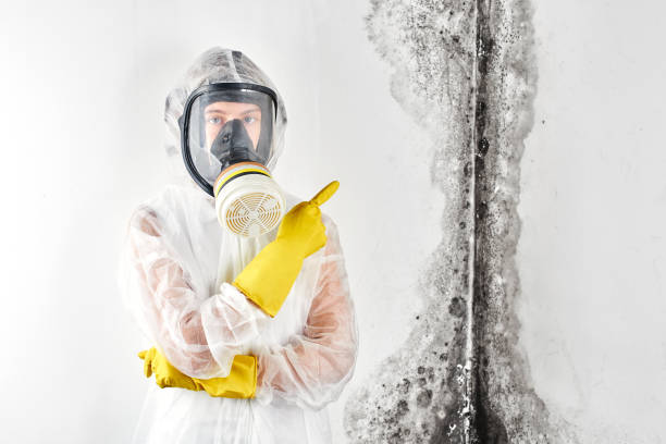 Why You Should Choose Our Mold Remediation Services in Seven Oaks, SC